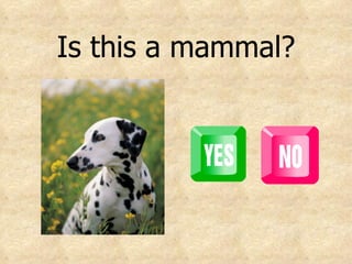 Is this a mammal? 