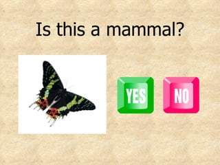 Is this a mammal? 