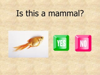 Is this a mammal? 