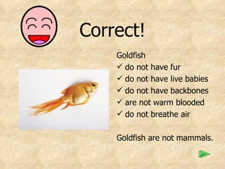 Correct! Goldfish do not have fur do not have live babies do not have backbones are not warm blooded do not breathe air Goldfish are not mammals. 