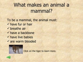 What makes an animal a mammal? To be a mammal, the animal must:   have fur or hair breathe air have a backbone have live babies are warm blooded Click on the tiger to learn more. 
