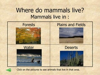 Where do mammals live? Mammals live in : Click on the pictures to see animals that live in that area. Forests Plains and Fields Water Deserts 