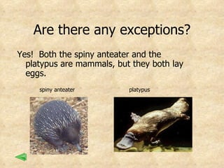 Are there any exceptions? Yes!  Both the spiny anteater and the platypus are mammals, but they both lay eggs. spiny anteater platypus 