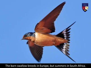 Approximately 3,000,000 barn swallows migrate between South Africa
and Germany each year.
 