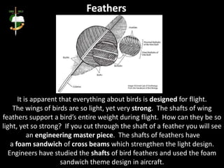 It is apparent that everything about birds is designed for flight.
The wings of birds are so light, yet very strong. The shafts of wing
feathers support a bird’s entire weight during flight. How can they be so
light, yet so strong? If you cut through the shaft of a feather you will see
an engineering master piece. The shafts of feathers have
a foam sandwich of cross beams which strengthen the light design.
Engineers have studied the shafts of bird feathers and used the foam
sandwich theme design in aircraft.
Feathers
 