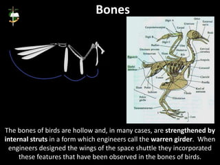 The bones of birds are hollow and, in many cases, are strengthened by
internal struts in a form which engineers call the warren girder. When
engineers designed the wings of the space shuttle they incorporated
these features that have been observed in the bones of birds.
Bones
 