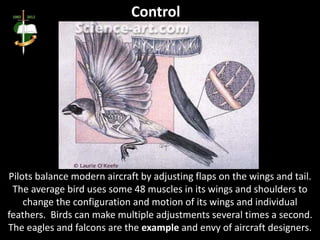 Pilots balance modern aircraft by adjusting flaps on the wings and tail.
The average bird uses some 48 muscles in its wings and shoulders to
change the configuration and motion of its wings and individual
feathers. Birds can make multiple adjustments several times a second.
The eagles and falcons are the example and envy of aircraft designers.
Control
 