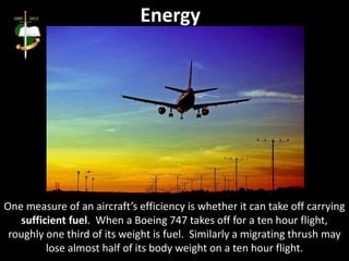 One measure of an aircraft’s efficiency is whether it can take off carrying
sufficient fuel. When a Boeing 747 takes off for a ten hour flight,
roughly one third of its weight is fuel. Similarly a migrating thrush may
lose almost half of its body weight on a ten hour flight.
Energy
 