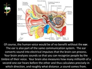 Of course, the human voice would be of no benefit without the ear.
The ear is also part of the same communication system. The ear
converts sound into electrical impulses that the brain can process.
Your brain analyzes sounds so that you can recognize people by the
timbre of their voice. Your brain also measures how many millionth of a
second one ear hears before the other and thus calculates precisely in
which direction, and roughly what distance ,a sound comes from.
 