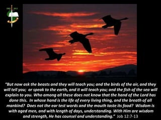 “But now ask the beasts and they will teach you; and the birds of the air, and they
will tell you; or speak to the earth, and it will teach you; and the fish of the sea will
explain to you. Who among all these does not know that the hand of the Lord has
done this. In whose hand is the life of every living thing, and the breath of all
mankind? Does not the ear test words and the mouth taste its food? Wisdom is
with aged men, and with length of days, understanding. With Him are wisdom
and strength, He has counsel and understanding.” Job 12:7-13
 