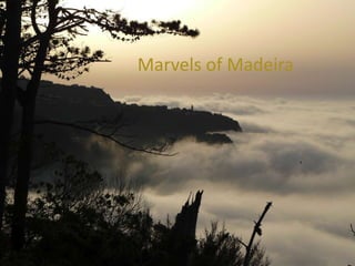 Marvels of Madeira

 