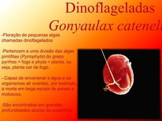 Dinoflageladas
Gonyaulax catenell-Floração de pequenas algas
chamadas dinoflagelados
-Pertencem a uma divisão das algas
pirrófitas (Pyrrophyta) do grepo
pyrrhos = fogo e phyta = planta, ou
seja, planta cor de fogo.
- Capaz de envenenar a água e os
organismos ali viventes, por exemplo,
a morte em larga escala de peixes e
moluscos.
-São encontradas em grandes
profundidades abaixo da superfície.
 