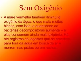 Sem Oxigênio
• A maré vermelha também diminui o
oxigênio da água, o que mata muitos
bichos, com isso, a quantidade de
bactérias decompositoras aumenta – e
elas consomem ainda mais oxigênio. Há
até registros de lagostas que se arrastam
para fora da água em busca de ar e
morrem nas praias ou em rochas.
 