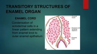 TRANSITORY STRUCTURES OF
ENAMEL ORGAN
ENAMEL CORD
Condensation of
ectodermal cells in a
linear pattern extending
from enamel knot to
outer enamel epithelium
 