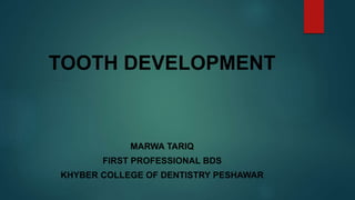 TOOTH DEVELOPMENT
MARWA TARIQ
FIRST PROFESSIONAL BDS
KHYBER COLLEGE OF DENTISTRY PESHAWAR
 