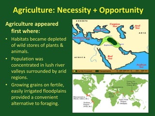 Agriculture: Necessity + Opportunity
Agriculture appeared
first where:
• Habitats became depleted
of wild stores of plants &
animals.
• Population was
concentrated in lush river
valleys surrounded by arid
regions.
• Growing grains on fertile,
easily irrigated floodplains
provided a convenient
alternative to foraging.
 