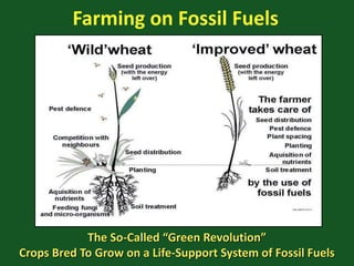 Farming on Fossil Fuels
The So-Called “Green Revolution”
Crops Bred To Grow on a Life-Support System of Fossil Fuels
 