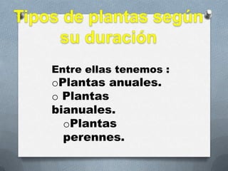 Entre ellas tenemos :
oPlantas anuales.
o Plantas
bianuales.
  oPlantas
  perennes.
 