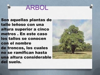 ARBOL
Son aquellas plantas de
tallo leñoso con una
altura superior a cinco
metros . En este caso
los tallos se conocen
con el nombre
de troncos, los cuales
no se ramifican hasta
una altura considerable
del suelo.
 