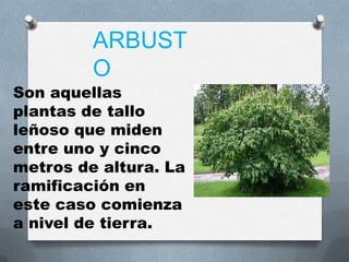 ARBUST
         O
Son aquellas
plantas de tallo
leñoso que miden
entre uno y cinco
metros de altura. La
ramificación en
este caso comienza
a nivel de tierra.
 
