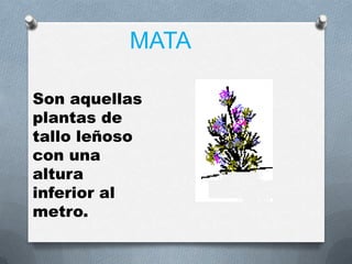 MATA

Son aquellas
plantas de
tallo leñoso
con una
altura
inferior al
metro.
 