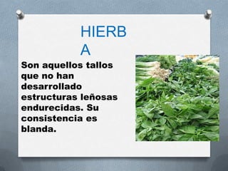 HIERB
           A
Son aquellos tallos
que no han
desarrollado
estructuras leñosas
endurecidas. Su
consistencia es
blanda.
 