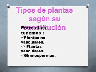 Tipos de plantas
    según su
 Entre ellas
  constitución
 tenemos :
 Plantas no
 vasculares.
 - Plantas
 vasculares.
 Gimnospermas.
 