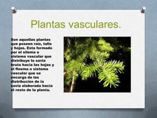 Plantas vasculares.
Son aquellas plantas
que poseen raíz, tallo
y hojas. Esta formado
por el xilema o
sistema vascular que
distribuye la savia
bruta hacia las hojas y
el floema o sistema
vascular que se
encarga de las
distribución de la
savia elaborada hacia
el resto de la planta.
 