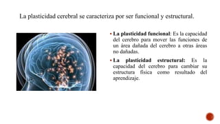  La plasticidad funcional: Es la capacidad
del cerebro para mover las funciones de
un área dañada del cerebro a otras áreas
no dañadas.
 La plasticidad estructural: Es la
capacidad del cerebro para cambiar su
estructura física como resultado del
aprendizaje.
La plasticidad cerebral se caracteriza por ser funcional y estructural.
 