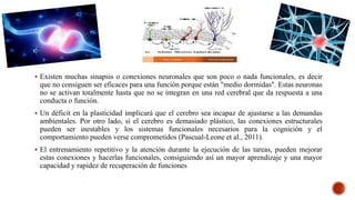  Existen muchas sinapsis o conexiones neuronales que son poco o nada funcionales, es decir
que no consiguen ser eficaces para una función porque están "medio dormidas". Estas neuronas
no se activan totalmente hasta que no se integran en una red cerebral que da respuesta a una
conducta o función.
 Un déficit en la plasticidad implicará que el cerebro sea incapaz de ajustarse a las demandas
ambientales. Por otro lado, si el cerebro es demasiado plástico, las conexiones estructurales
pueden ser inestables y los sistemas funcionales necesarios para la cognición y el
comportamiento pueden verse comprometidos (Pascual-Leone et al., 2011).
 El entrenamiento repetitivo y la atención durante la ejecución de las tareas, pueden mejorar
estas conexiones y hacerlas funcionales, consiguiendo así un mayor aprendizaje y una mayor
capacidad y rapidez de recuperación de funciones
 