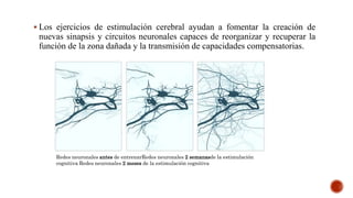  Los ejercicios de estimulación cerebral ayudan a fomentar la creación de
nuevas sinapsis y circuitos neuronales capaces de reorganizar y recuperar la
función de la zona dañada y la transmisión de capacidades compensatorias.
.
Redes neuronales antes de entrenarRedes neuronales 2 semanasde la estimulación
cognitiva Redes neuronales 2 meses de la estimulación cognitiva
 
