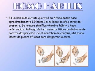 • Es un homínido extinto que vivió en África desde hace
aproximadamente 1,9 hasta 1,6 millones de años antes del
presente. Su nombre significa «hombre hábil» y hace
referencia al hallazgo de instrumentos líticos probablemente
construidos por éste. Se alimentaban de carroña, utilizando
lascas de piedra afiladas para desgarrar la carne.

 