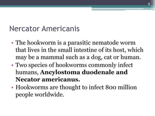 Nercator Americanis
• The hookworm is a parasitic nematode worm
that lives in the small intestine of its host, which
may be a mammal such as a dog, cat or human.
• Two species of hookworms commonly infect
humans, Ancylostoma duodenale and
Necator americanus.
• Hookworms are thought to infect 800 million
people worldwide.
4
 