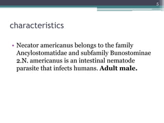 characteristics
• Necator americanus belongs to the family
Ancylostomatidae and subfamily Bunostominae
2.N. americanus is an intestinal nematode
parasite that infects humans. Adult male.
5
 