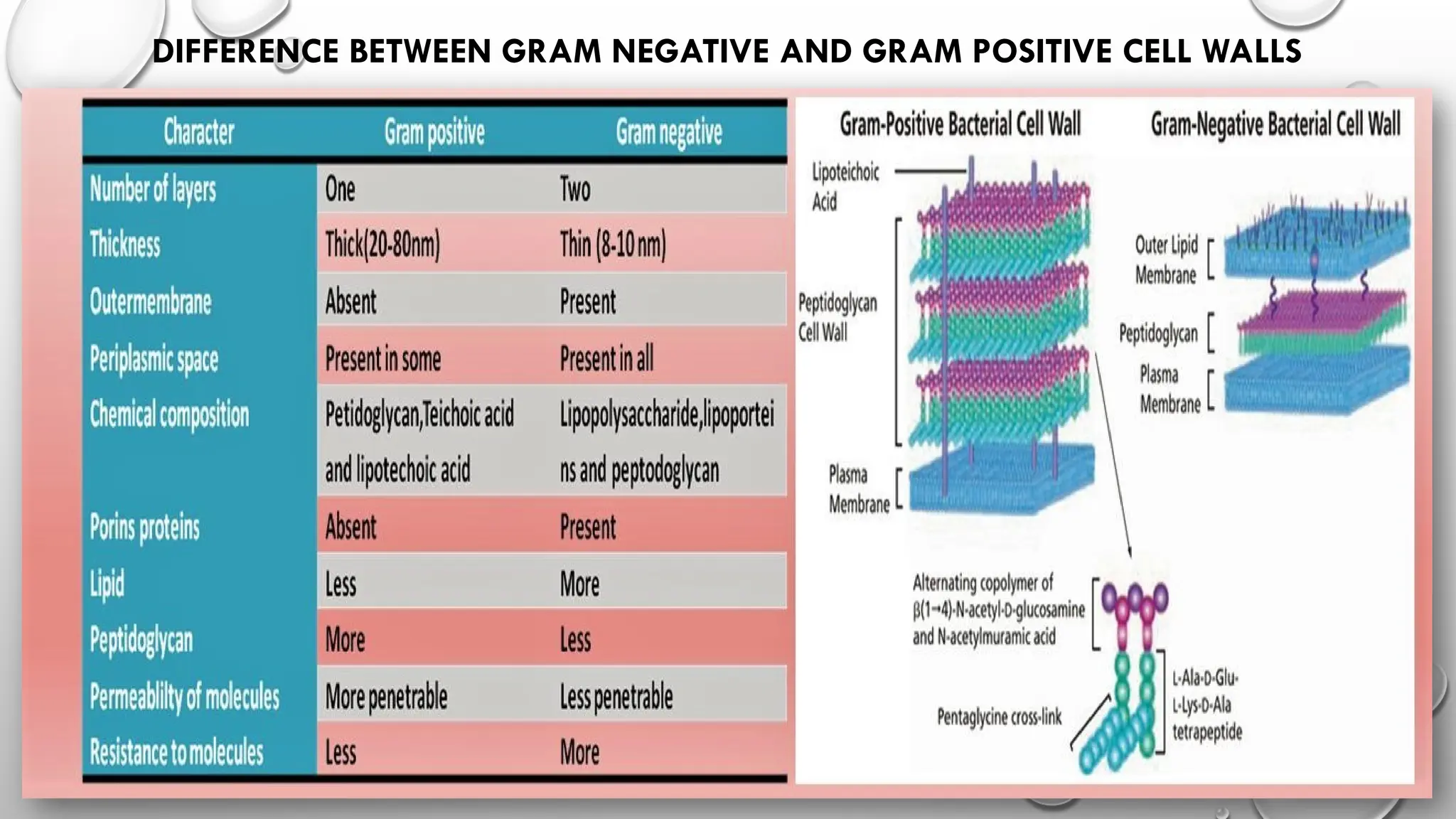 cell morphology and cell wall synthesis localisation... cell wall synthesis of bacterial cell.pptx