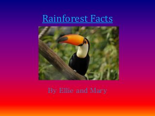 Rainforest Facts
By Ellie and Mary
 