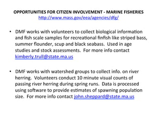 OPPORTUNITIES	
  FOR	
  CITIZEN	
  INVOLVEMENT	
  -­‐	
  MARINE	
  FISHERIES	
  
hCp://www.mass.gov/eea/agencies/dfg/	
  
•  DMF	
  works	
  with	
  volunteers	
  to	
  collect	
  biological	
  informa0on	
  
and	
  ﬁsh	
  scale	
  samples	
  for	
  recrea0onal	
  ﬁnﬁsh	
  like	
  striped	
  bass,	
  
summer	
  ﬂounder,	
  scup	
  and	
  black	
  seabass.	
  	
  Used	
  in	
  age	
  
studies	
  and	
  stock	
  assessments.	
  	
  For	
  more	
  info	
  contact	
  
kimberly.trull@state.ma.us	
  
•  DMF	
  works	
  with	
  watershed	
  groups	
  to	
  collect	
  info.	
  on	
  river	
  
herring.	
  	
  Volunteers	
  conduct	
  10	
  minute	
  visual	
  counts	
  of	
  
passing	
  river	
  herring	
  during	
  spring	
  runs.	
  	
  Data	
  is	
  processed	
  
using	
  sofware	
  to	
  provide	
  es0mates	
  of	
  spawning	
  popula0on	
  
size.	
  	
  For	
  more	
  info	
  contact	
  john.sheppard@state.ma.us	
  
 
