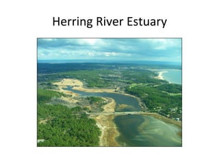 Herring	
  River	
  Estuary	
  
 
