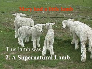 Mary had a little lamb This lamb was a… 2. A  Supernatural  Lamb . 