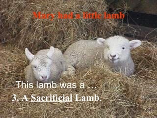 Mary had a little lamb This lamb was a … 3. A   Sacrificial  Lamb . 