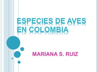 MARIANA S. RUIZ
 