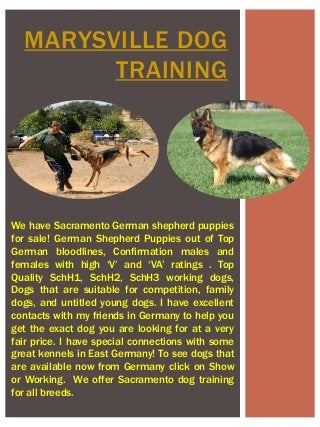 MARYSVILLE DOG
TRAINING
We have Sacramento German shepherd puppies
for sale! German Shepherd Puppies out of Top
German bloodlines, Confirmation males and
females with high ‘V’ and ‘VA’ ratings . Top
Quality SchH1, SchH2, SchH3 working dogs,
Dogs that are suitable for competition, family
dogs, and untitled young dogs. I have excellent
contacts with my friends in Germany to help you
get the exact dog you are looking for at a very
fair price. I have special connections with some
great kennels in East Germany! To see dogs that
are available now from Germany click on Show
or Working. We offer Sacramento dog training
for all breeds.
 