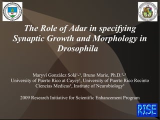 The Role of Adar in specifying Synaptic Growth and Morphology in Drosophila  Maryví González Solá ¹­³ , Bruno Marie, Ph.D. ²­³   University of Puerto Rico at Cayey ¹ , University of Puerto Rico Recinto Ciencias Medicas ² , Institute of Neurobiology ³ 2009 Research Initiative for Scientific Enhancement Program 