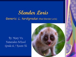   Slender Loris Generic:  L. tardigradus   (Red Slender Loris) By: Mary Vu Fessenden School Grade 6 / Room 15 