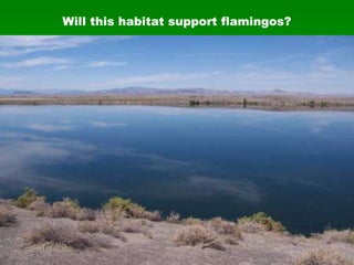 Will this habitat support flamingos? 