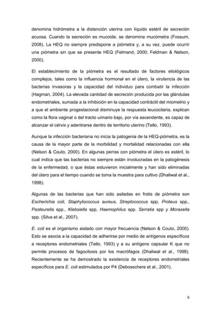 6
denomina hidrómetra a la distención uterina con líquido estéril de secreción
acuosa. Cuando la secreción es mucoide, se denomina mucómetra (Fossum,
2008). La HEQ no siempre predispone a piómetra y, a su vez, puede ocurrir
una piómetra sin que se presente HEQ (Felmand, 2000; Feldman & Nelson,
2000).
El establecimiento de la piómetra es el resultado de factores etiológicos
complejos, tales como la influencia hormonal en el útero, la virulencia de las
bacterias invasoras y la capacidad del individuo para combatir la infección
(Hagman, 2004). La elevada cantidad de secreción producida por las glándulas
endometriales, sumada a la inhibición en la capacidad contráctil del miometrio y
a que el ambiente progestacional disminuye la respuesta leucocitaria, explican
como la flora vaginal o del tracto urinario bajo, por vía ascendente, es capaz de
alcanzar el cérvix y adentrarse dentro de territorio uterino (Tello, 1993).
Aunque la infección bacteriana no inicia la patogenia de la HEQ-piómetra, es la
causa de la mayor parte de la morbilidad y mortalidad relacionadas con ella
(Nelson & Couto, 2000). En algunas perras con piómetra el útero es estéril, lo
cual indica que las bacterias no siempre están involucradas en la patogénesis
de la enfermedad, o que éstas estuvieron inicialmente y han sido eliminadas
del útero para el tiempo cuando se toma la muestra para cultivo (Dhaliwal et al.,
1998).
Algunas de las bacterias que han sido asiladas en frotis de piómetra son
Escherichia coli, Staphylococcus aureus, Streptococcus spp, Proteus spp.,
Pasteurella spp., Klebsiella spp, Haemophilus spp. Serratia spp y Moraxella
spp. (Silva et al., 2007).
E. coli es el organismo aislado con mayor frecuencia (Nelson & Couto, 2000).
Esto se asocia a la capacidad de adherirse por medio de antígenos específicos
a receptores endometriales (Tello, 1993) y a su antígeno capsular K que no
permite procesos de fagocitosis por los macrófagos (Dhaliwal et al., 1998).
Recientemente se ha demostrado la existencia de receptores endometriales
específicos para E. coli estimulados por P4 (Debosschere et al., 2001).
 