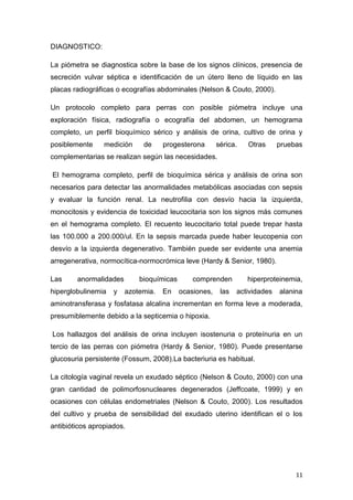 11
DIAGNOSTICO:
La piómetra se diagnostica sobre la base de los signos clínicos, presencia de
secreción vulvar séptica e identificación de un útero lleno de líquido en las
placas radiográficas o ecografías abdominales (Nelson & Couto, 2000).
Un protocolo completo para perras con posible piómetra incluye una
exploración física, radiografía o ecografía del abdomen, un hemograma
completo, un perfil bioquímico sérico y análisis de orina, cultivo de orina y
posiblemente medición de progesterona sérica. Otras pruebas
complementarias se realizan según las necesidades.
El hemograma completo, perfil de bioquímica sérica y análisis de orina son
necesarios para detectar las anormalidades metabólicas asociadas con sepsis
y evaluar la función renal. La neutrofilia con desvío hacia la izquierda,
monocitosis y evidencia de toxicidad leucocitaria son los signos más comunes
en el hemograma completo. El recuento leucocitario total puede trepar hasta
las 100.000 a 200.000/ul. En la sepsis marcada puede haber leucopenia con
desvío a la izquierda degenerativo. También puede ser evidente una anemia
arregenerativa, normocítica-normocrómica leve (Hardy & Senior, 1980).
Las anormalidades bioquímicas comprenden hiperproteinemia,
hiperglobulinemia y azotemia. En ocasiones, las actividades alanina
aminotransferasa y fosfatasa alcalina incrementan en forma leve a moderada,
presumiblemente debido a la septicemia o hipoxia.
Los hallazgos del análisis de orina incluyen isostenuria o proteínuria en un
tercio de las perras con piómetra (Hardy & Senior, 1980). Puede presentarse
glucosuria persistente (Fossum, 2008).La bacteriuria es habitual.
La citología vaginal revela un exudado séptico (Nelson & Couto, 2000) con una
gran cantidad de polimorfosnucleares degenerados (Jeffcoate, 1999) y en
ocasiones con células endometriales (Nelson & Couto, 2000). Los resultados
del cultivo y prueba de sensibilidad del exudado uterino identifican el o los
antibióticos apropiados.
 