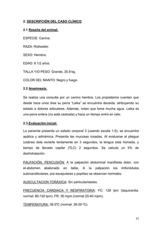 21
2. DESCRIPCIÓN DEL CASO CLÍNICO
2.1 Reseña del animal:
ESPECIE: Canina.
RAZA: Rottwailer.
SEXO: Hembra.
EDAD: 8 1/2 años.
TALLA Y/O PESO: Grande, 35.9 kg.
COLOR DEL MANTO: Negro y fuego.
2.2 Anamnesis:
Se realiza una consulta por un canino hembra. Los propietarios cuentan que
desde hace unos días su perra “Laika” se encuentra decaída, atribuyendo su
estado a dolores articulares. Además, notan que toma mucha agua. Laika es
una perra entera (no está castrada) y hace un tiempo entró en celo.
2.3 Evaluación inicial:
La paciente presenta un estado corporal 3 (usando escala 1-5), se encuentra
apática y adinámica. Presenta las mucosas rosadas. Al evaluarse el pliegue
cutáneo éste revierte lentamente en 3 segundos, la lengua esta húmeda, y
tiempo de llenado capilar (TLC) 2 segundos. Se calcula un 5% de
deshidratación.
PALPACIÓN, PERCUSIÓN: A la palpación abdominal manifiesta dolor, con
el abdomen abalonado en tabla. A la palpación los linfonódulos
submandibulares, pre escapulares y poplíteo se observan normales.
AUSCULTACION TORÁXICA: Sin particularidades.
FRECUENCIA CARDIACA Y RESPIRATORIA: FC: 128 lpm (taquicardia,
normal: 80-120 lpm). FR: 36 mpm (normal 20-40 mpm).
TEMPERATURA: 38.5ºC (normal: 38-39 ºC).
 