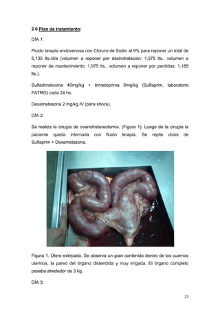 23
2.6 Plan de tratamiento:
DÍA 1:
Fluido terapia endovenosa con Cloruro de Sodio al 9% para reponer un total de
5,135 lts./día (volumen a reponer por deshidratación: 1,975 lts., volumen a
reponer de mantenimiento: 1,975 lts., volumen a reponer por perdidas: 1,185
lts.).
Sulfadimetoxina 40mg/kg + trimetoprima 8mg/kg (Sulfaprim, laboratorio
FATRO) cada 24 hs.
Dexametasona 2 mg/kg.IV (para shock).
DÍA 2:
Se realiza la cirugía de ovariohisterectomía. (Figura 1). Luego de la cirugía la
paciente queda internada con fluido terapia. Se repite dosis de
Sulfaprim + Dexametasona.
Figura 1. Útero extirpado. Se observa un gran contenido dentro de los cuernos
uterinos, la pared del órgano distendida y muy irrigada. El órgano completo
pesaba alrededor de 3 kg.
DÍA 3:
 