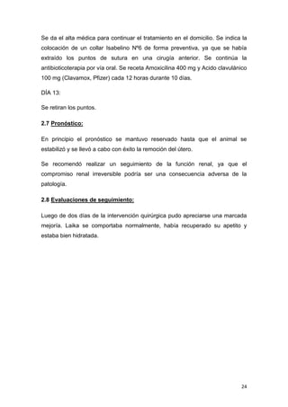 24
Se da el alta médica para continuar el tratamiento en el domicilio. Se indica la
colocación de un collar Isabelino Nº6 de forma preventiva, ya que se había
extraído los puntos de sutura en una cirugía anterior. Se continúa la
antibioticoterapia por vía oral. Se receta Amoxicilina 400 mg y Acido clavulánico
100 mg (Clavamox, Pfizer) cada 12 horas durante 10 días.
DÍA 13:
Se retiran los puntos.
2.7 Pronóstico:
En principio el pronóstico se mantuvo reservado hasta que el animal se
estabilizó y se llevó a cabo con éxito la remoción del útero.
Se recomendó realizar un seguimiento de la función renal, ya que el
compromiso renal irreversible podría ser una consecuencia adversa de la
patología.
2.8 Evaluaciones de seguimiento:
Luego de dos días de la intervención quirúrgica pudo apreciarse una marcada
mejoría. Laika se comportaba normalmente, había recuperado su apetito y
estaba bien hidratada.
 
